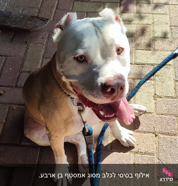 כלב עם רצועה כחולה יושב על מדרכה